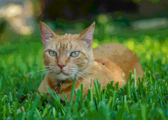 CAT.GIF (82708 bytes)